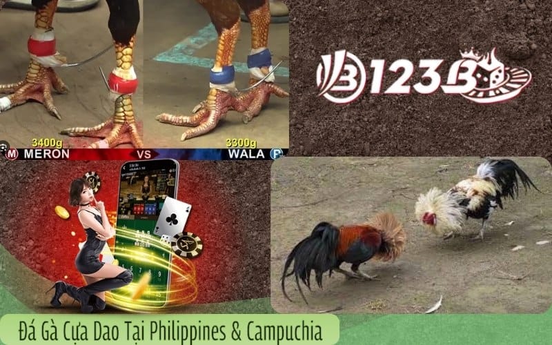 Đá gà cựa dao tại Philippines và Campuchia qua kênh 123B