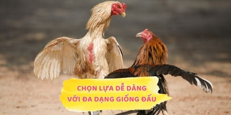 Chọn lựa dễ dàng với đa dạng giống đấu