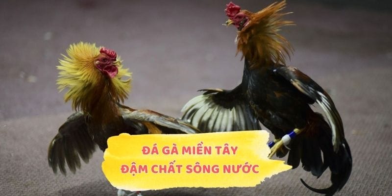 Đá Gà Miền Tây - Nét Văn Hóa Thi Đấu Đậm Chất Sông Nước