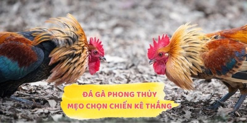 Đá Gà Phong Thủy Là Gì? Mẹo Chọn Chiến Kê Thắng Lớn