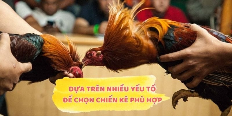 Dựa trên nhiều yếu tố để chọn chiến kê phù hợp