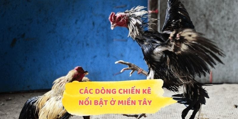 Khám phá các dòng chiến kê nổi bật ở miền Tây
