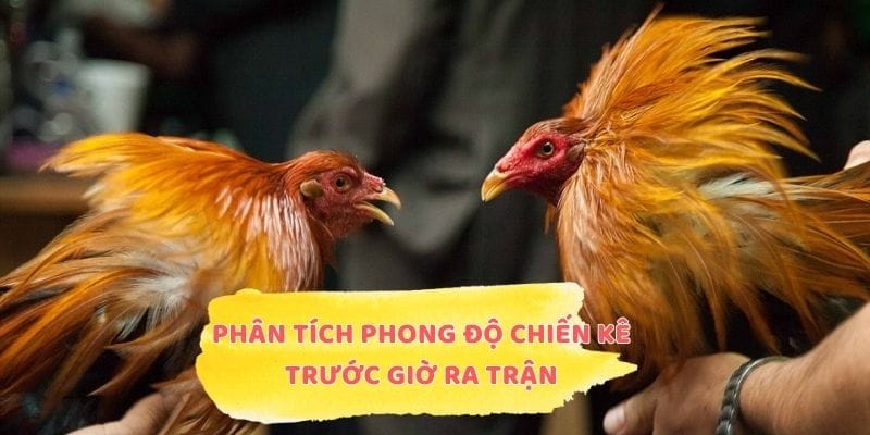 Phân tích phong độ chiến kê trước giờ ra trận